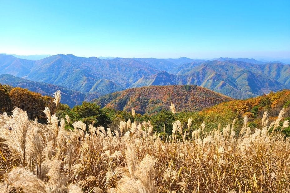 Beautiful Korean Autumn Leaves Pictures: Best Foliage 2024 39 Reeds and autumn leaves at Mindungsan Mountain, Korea