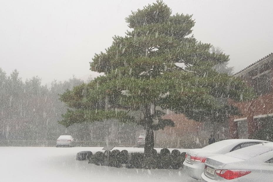 Beautiful Korean Autumn Leaves Pictures: Best Foliage 2024 47 Snowy car park in November in Korea