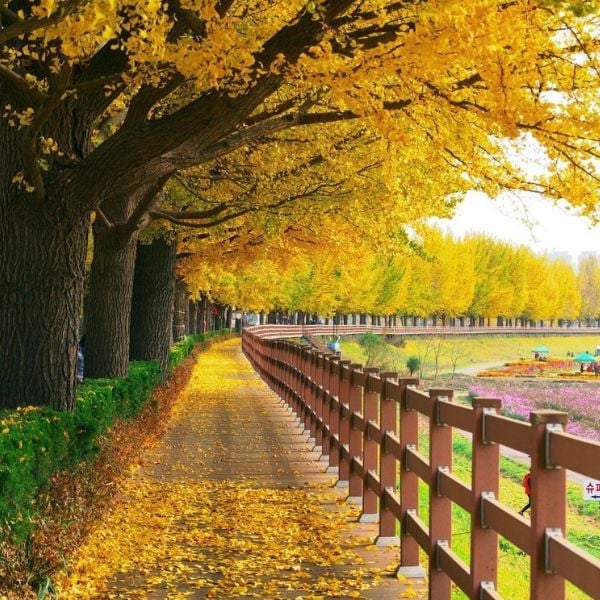 Yellow Asan Gingko Tree Road Korea Yellow Asan Gingko Tree Road Korea