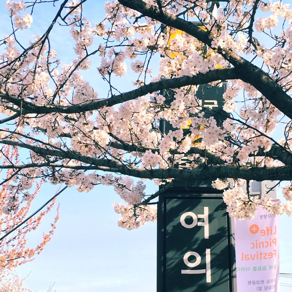 Where To See Cherry Blossoms In Korea 2024: Seoul And Beyond 11 Yeongdeungpo Yeouido Spring Flower Festival In Seoul