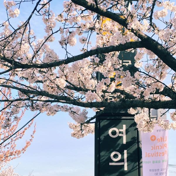 Best Korean Spring Festivals 2024: Nature, Culture, Blossoms 9 Yeouido Spring Cherry Blossom Festival