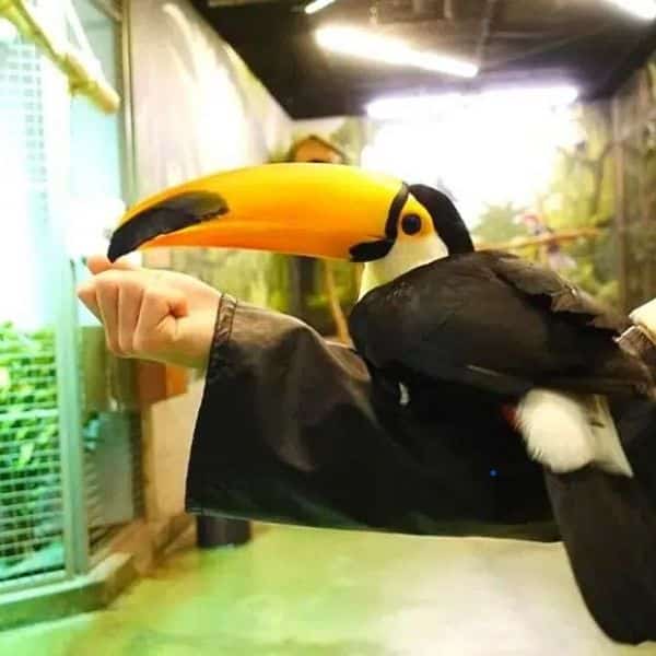 Rainy Day In Seoul: 50 Fun Indoor Activities In Seoul 2024 6 Zoolung Zoolung Indoor Animal Theme Park