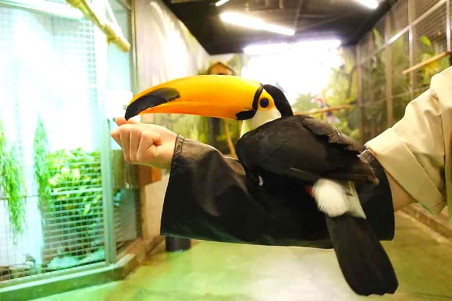 Discover Seoul Pass Itineraries That Save You Money 2024 24 Zoolung Zoolung Toucan On Arm